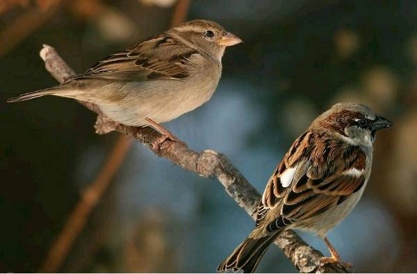 #Chittukuruvi_Old World Sparrow#