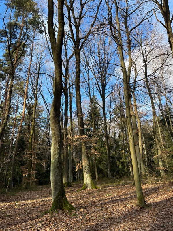 Forest, Říčany, Czech