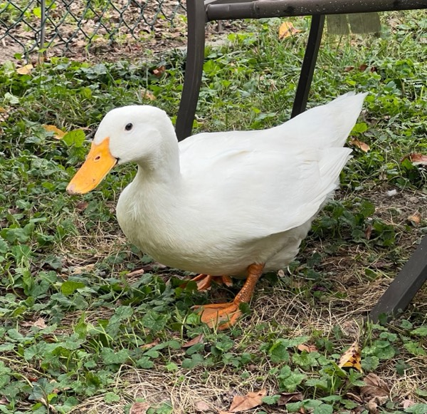 Penelope, My Duck 🪿
