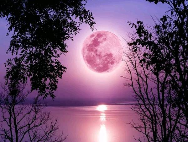 Pink Moon Whispers