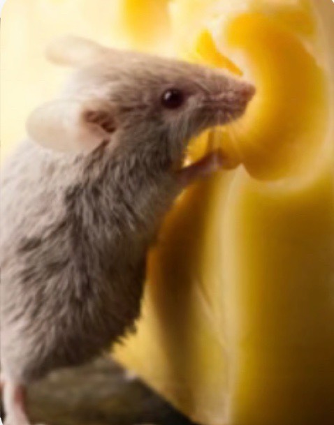 Do Mice Love Cheese?