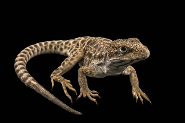 Fun facts about lizards
