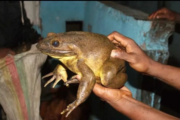 Worlds Largest Frog may be going extinct #1383