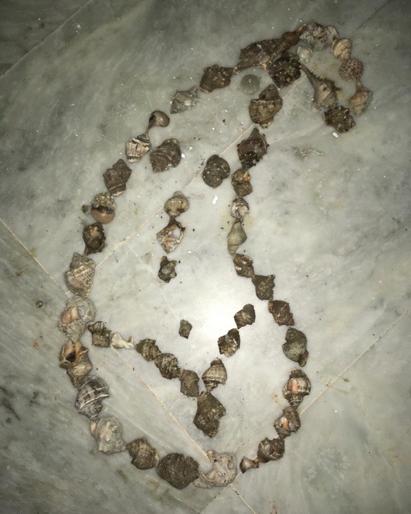 What collecting a few sea shells taught me
