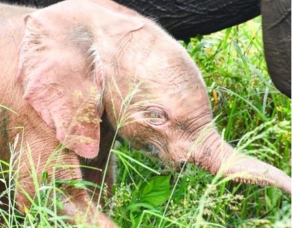 Pink Baby Elephant