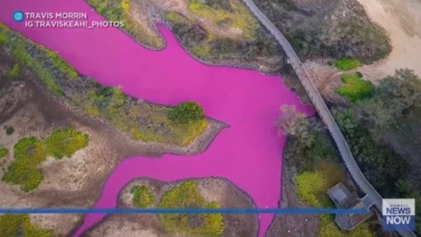 Hawaiian pink pond.