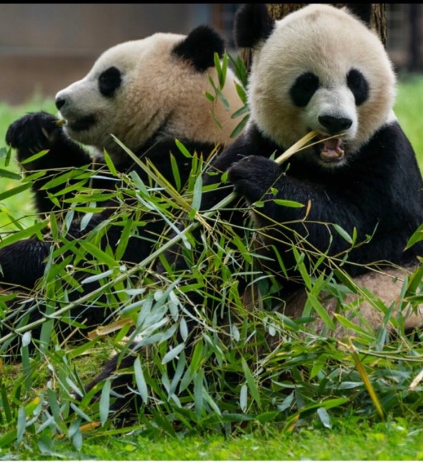 Giant Pandas Leave US returned to China