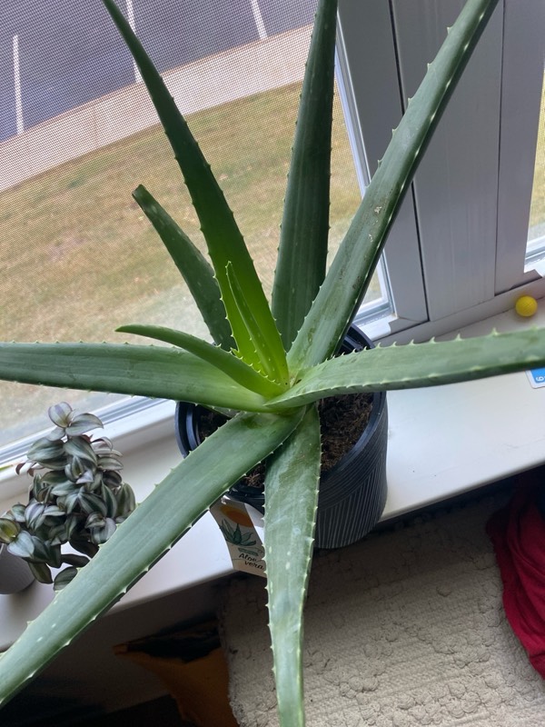 Aloe vera plant : what do you use it  for and how do you grow it?