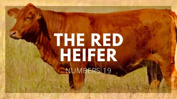 THE RED HEIFER PROPHECY  - NUMBERS 19