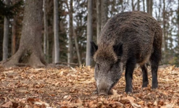 Couple share their home with a Wild Boar #1343