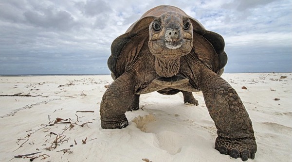 Giant Tortoises Return to Madagascar #1338