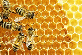 An everyday object that fascinates me...are Bees and Honey