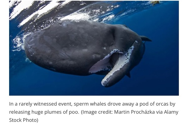 Sperm whales drop poop bomb to save their lives. #1397