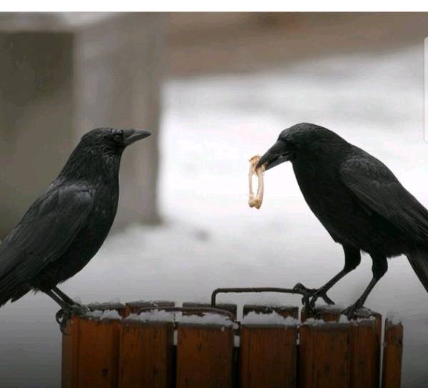 Crows for cleaning cities?