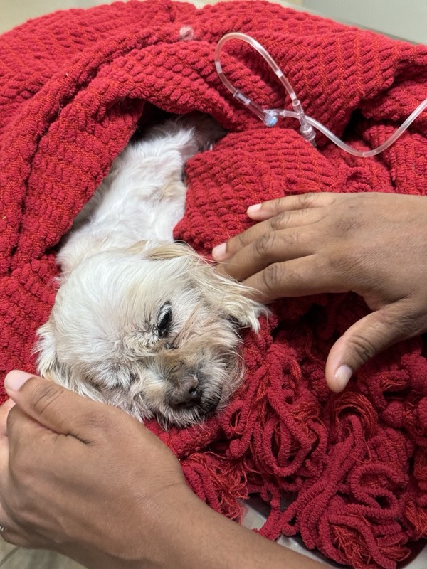 The Rick Porchia Podcast