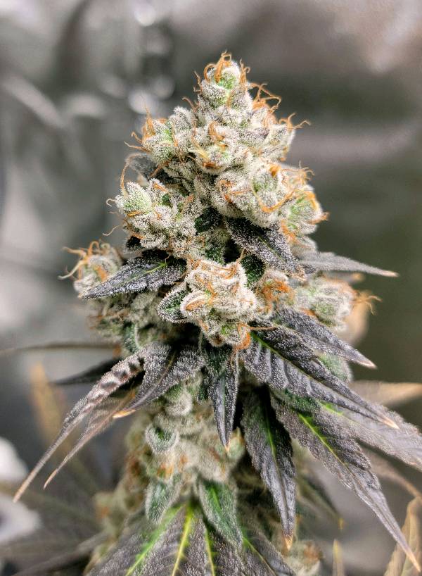 Growing medicinal cannabis