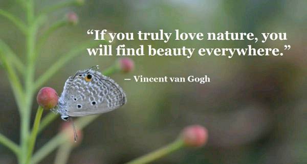 If you truly love nature, you will find beauty everywhere.