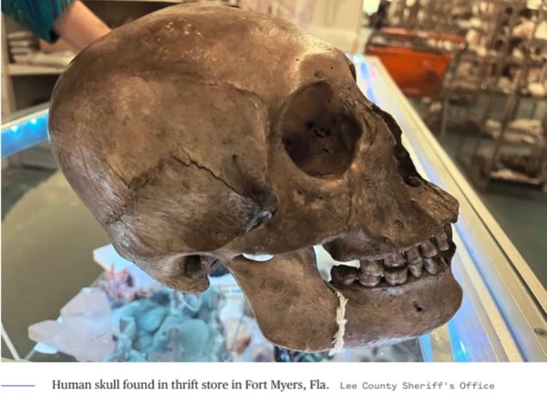 Human Skull found at Florida Thruft Stire