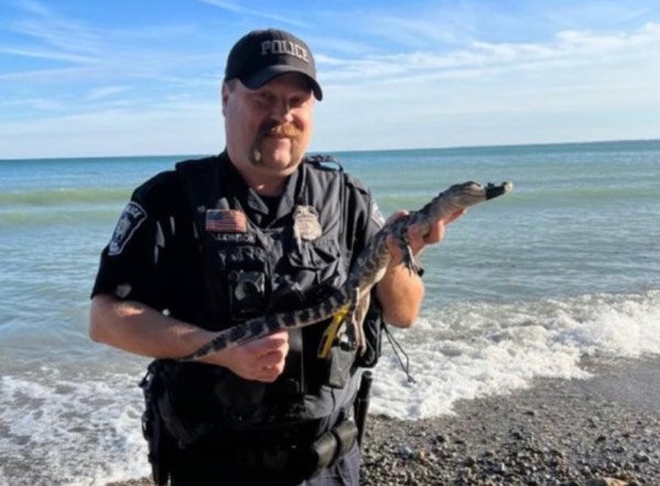 Alligator found at Lake Michigan Park