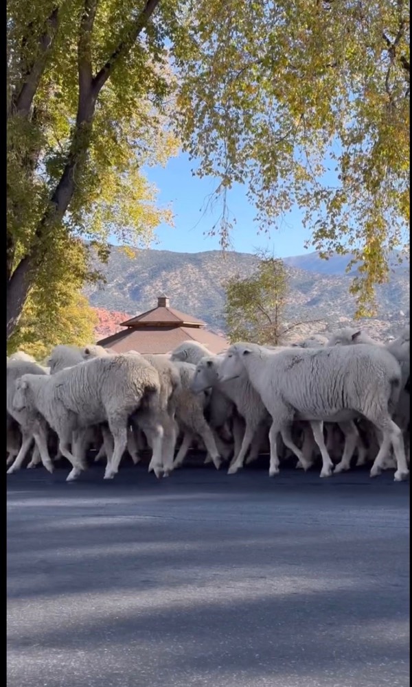 Sheep Parade