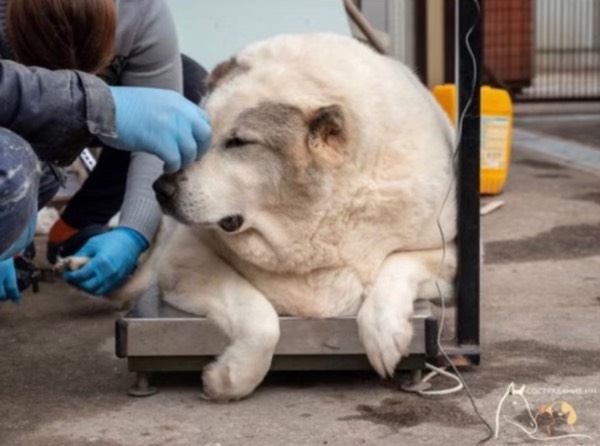 Stray Dog Weighs 220 pounds