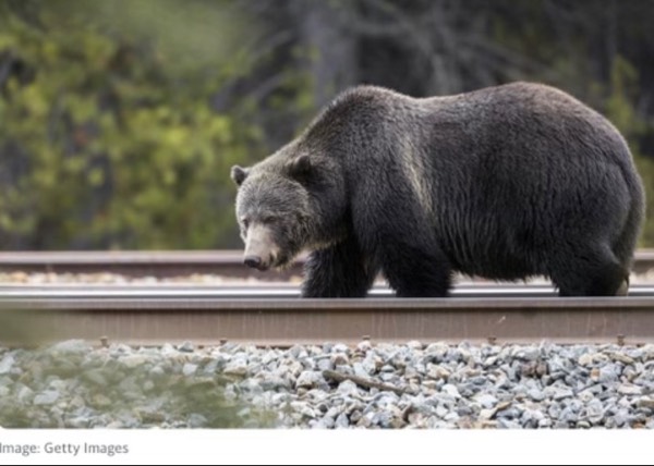 Drunk Grizzly Bears Kilked by Trains