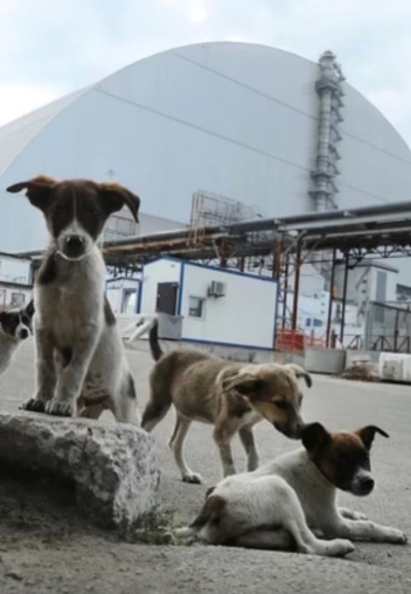 Chernobyl Dogs