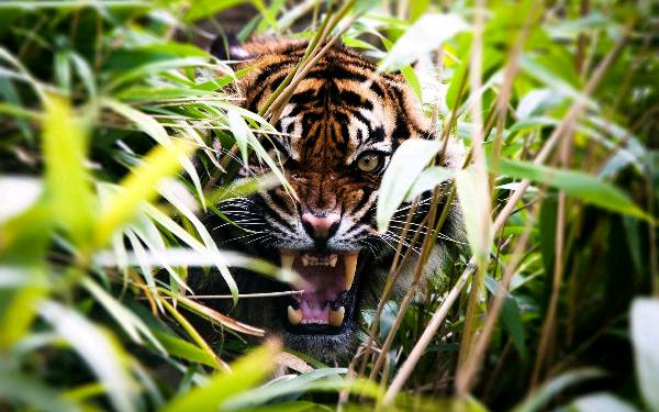 The secret of a Tiger's roar