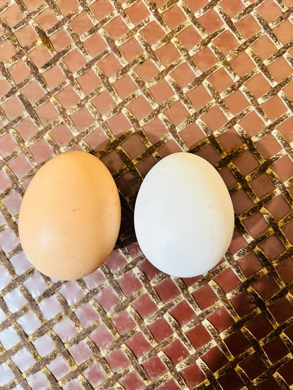 Brown Egg or White Egg, which is better?