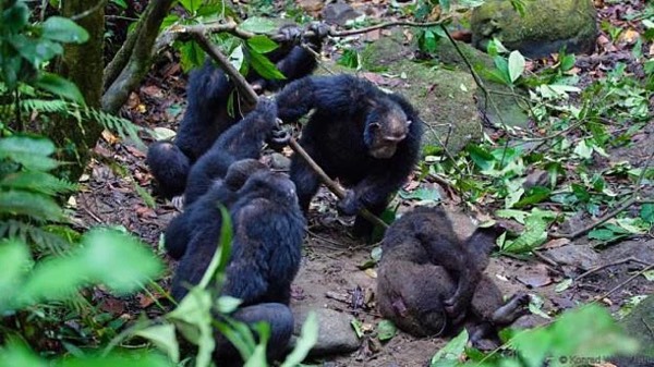 Gombe Chimpanzee War