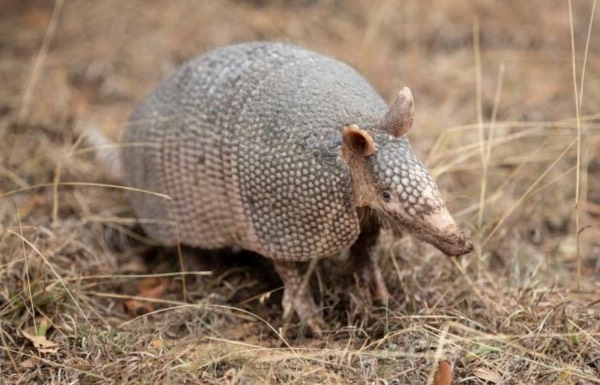 Leprosy Spreading in US Armadillos the cause?