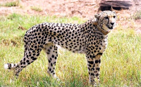India's first cheetah couple released into the wild of Kuno National Park