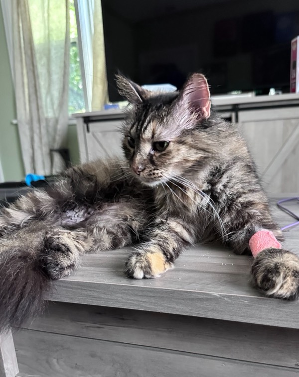 My poor girl is a special one! A story about our recent trip to the vet.