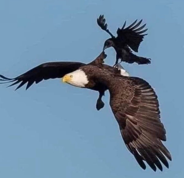 The Eagle And The Crow