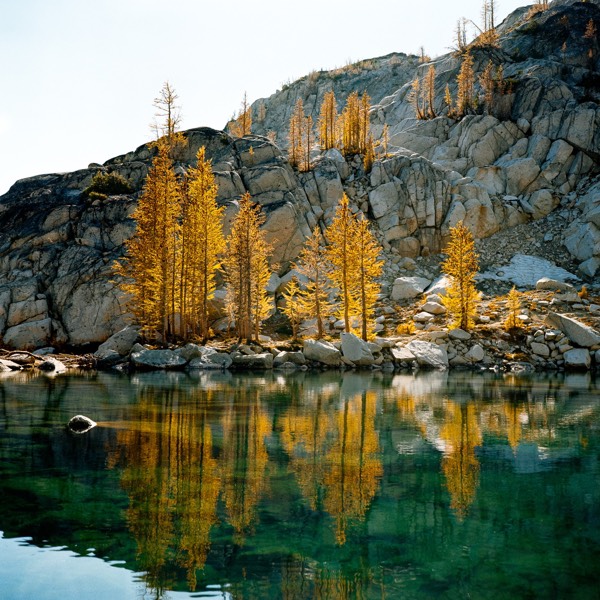 Reflecting Larches on a sunny day