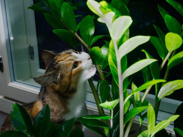 Tips on keeping plants alive with cats?