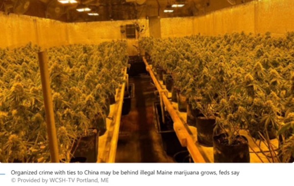 Chinese organized crime may be growing marijuana in Maine.