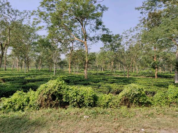 The state which grows tea on plains 😳