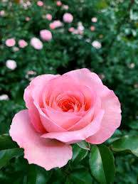 Happy Rose day 😊