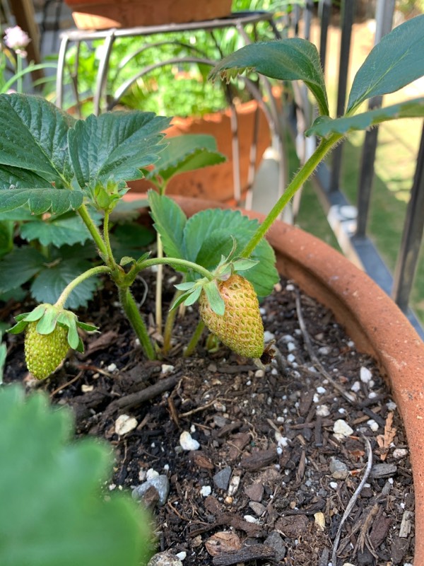 Strawberries and drought