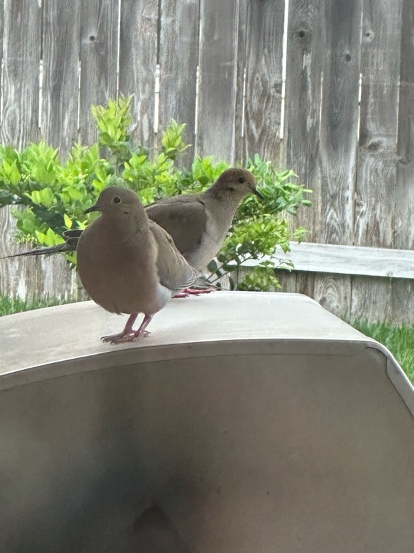 Doves Stopped By