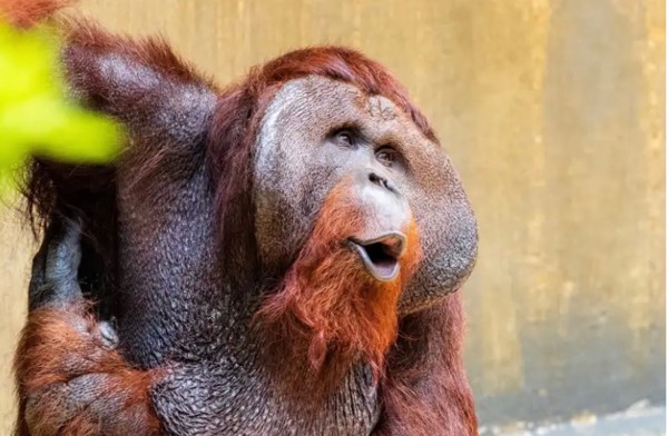 Orangutan Beatboxers