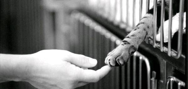 Animals appreciate Kindness 💖 🐾|Show your love ❤️