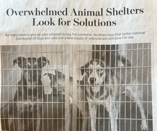 Overwhelmed Animal Shelters Look For Solutions. #WallStreetJournalAcorn