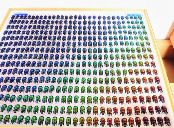 Dung Beetle Color Collection