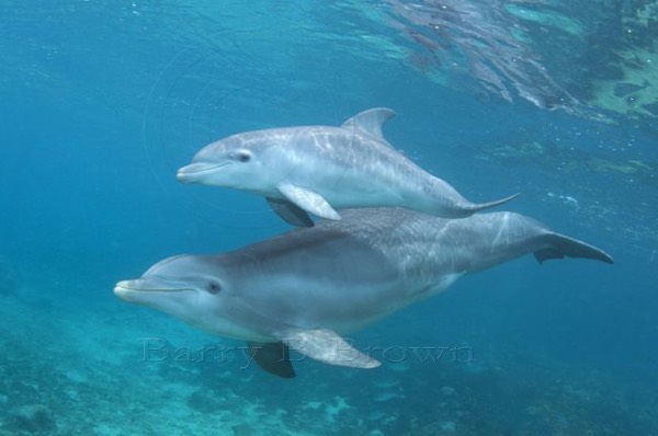 Baby Dolphin experience in nature